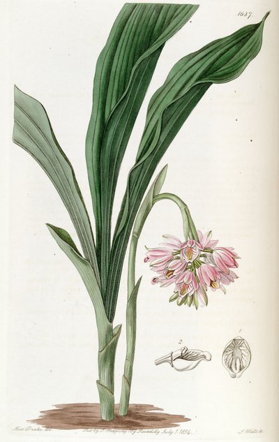 Illustration of Geodorum densiflorum (as syn. Geodorum fucatum) by Miss Drake